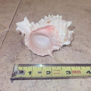 Conch Shell